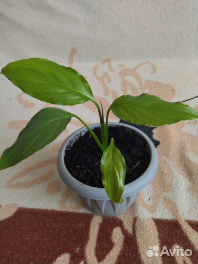 Комнатные растения