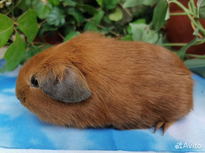 Морские свинки