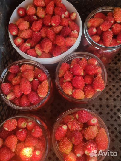 Клубника, земляника.Грибы