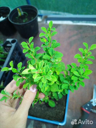 Барбарис тунберга 