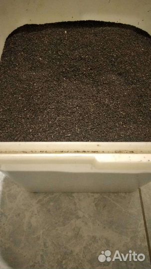 Пжвм восковая моль