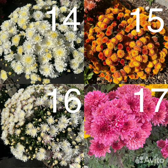 Хризантемы мультифлора