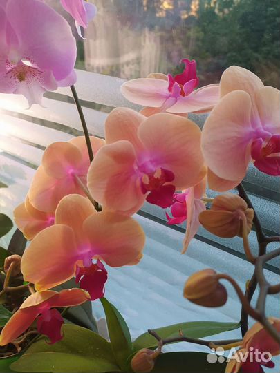 Орхидея Фаленопсис Карибская мечта