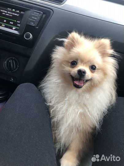 Случка шпиц