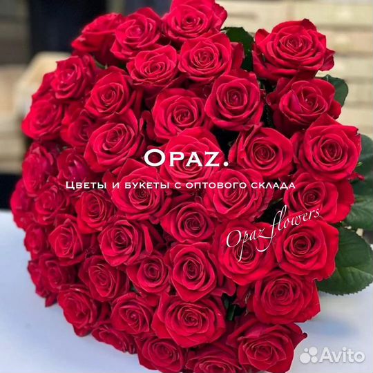 Розы 51 штука