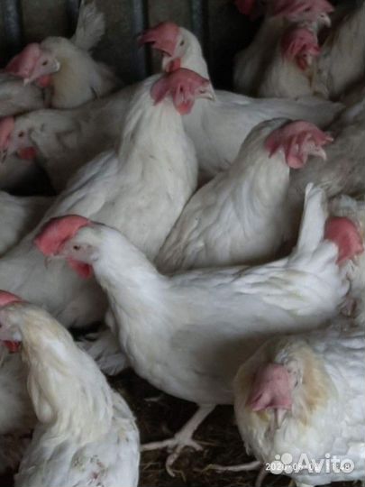 Куры несушки