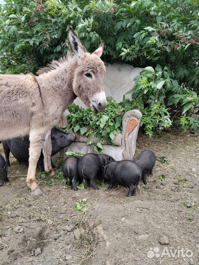 Ослик. Мальчик