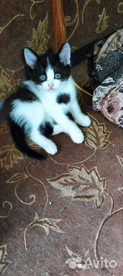 Отдам в добрые руки двух котят мальчика и девочку