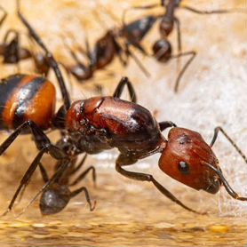 Camponotus nicobarensis