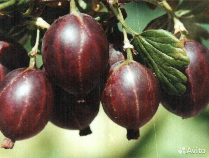Кустарники
