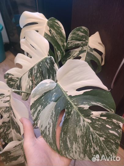 Монстера альба