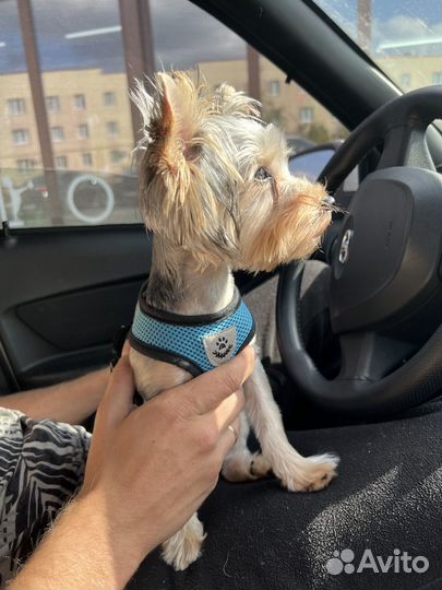 Вязка мальчика бесплатно йорк