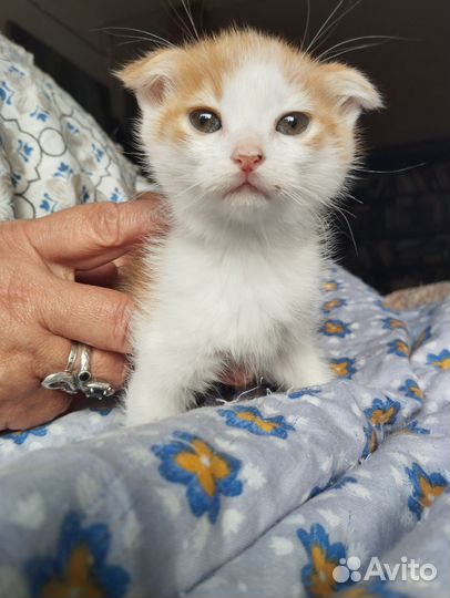 Шотландская вислоухая кошка бесплатно
