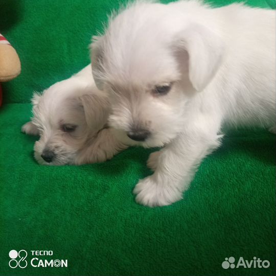 Белый цвергшнауцер