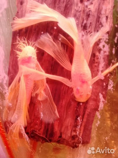 Анциструс вуалевый