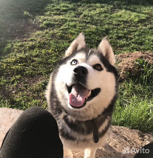 Вязка хаски