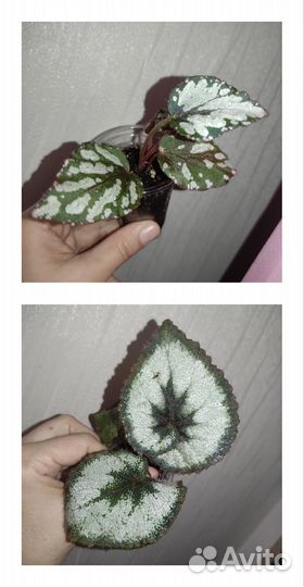 Бегонии декоративно лиственные