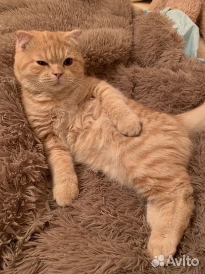 Шотландский кот