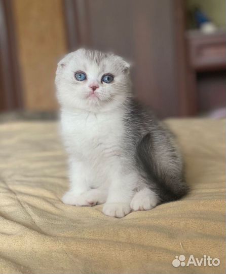 Шотландская вислоухая