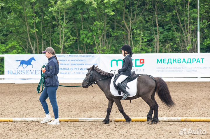 Продаются лошади и пони. Москва