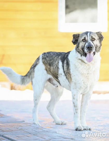 Предательство души