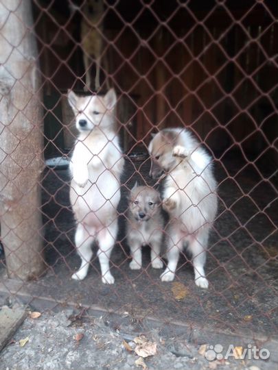 Продам щенков лайки