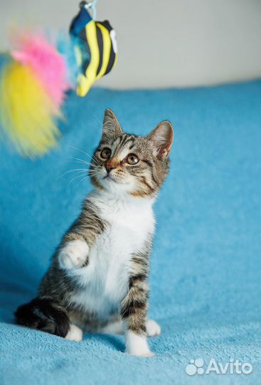 Лулу наполнит ваш дом радостью, а сердце теплом