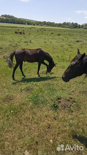 Лошадь жеребец