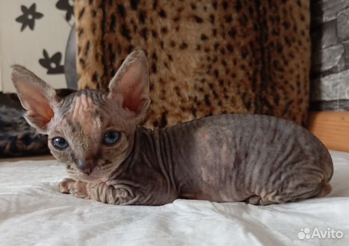 Канадский сфинкс котята