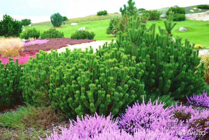 Сосна карликовая горная Пумилио