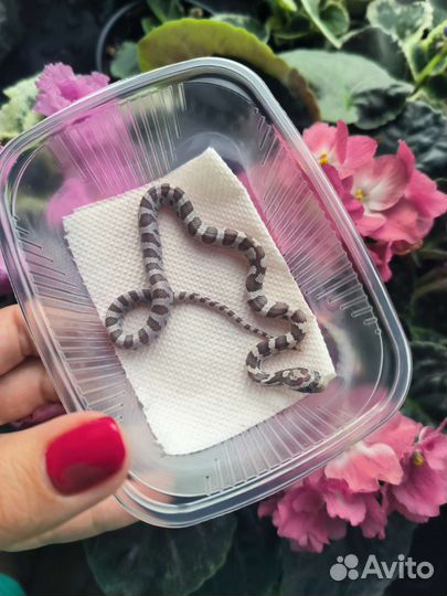 Маисовый полоз