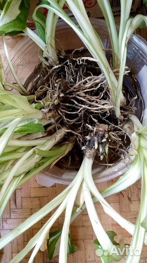 Хоста Волнтстая