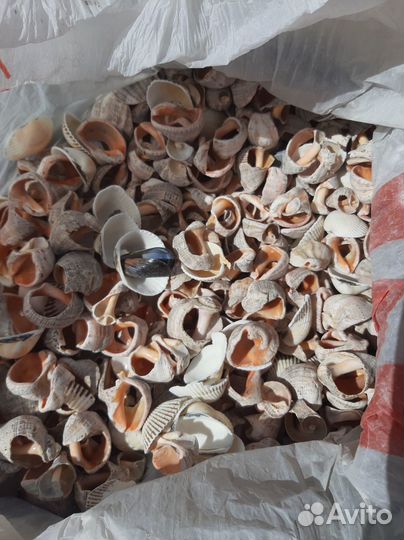 Черноморские ракушки