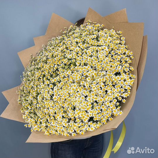 Ромашки оптом