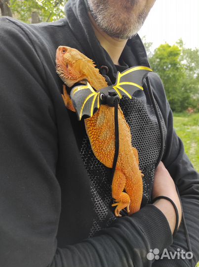 Агама самец ищет подругу