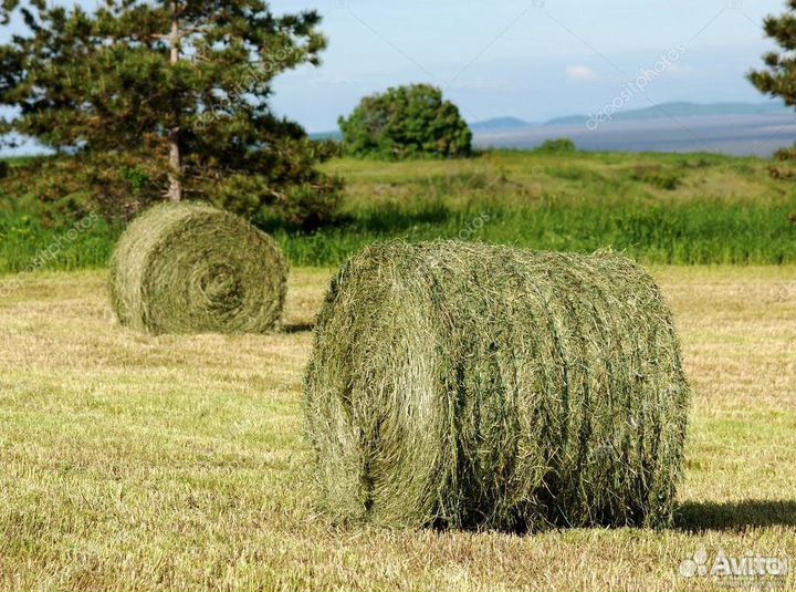 Сено,овес