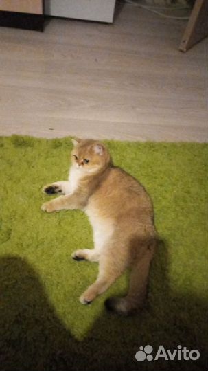 Британская кошка