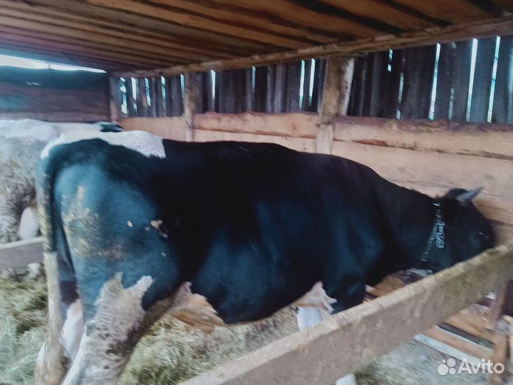 Продам быков