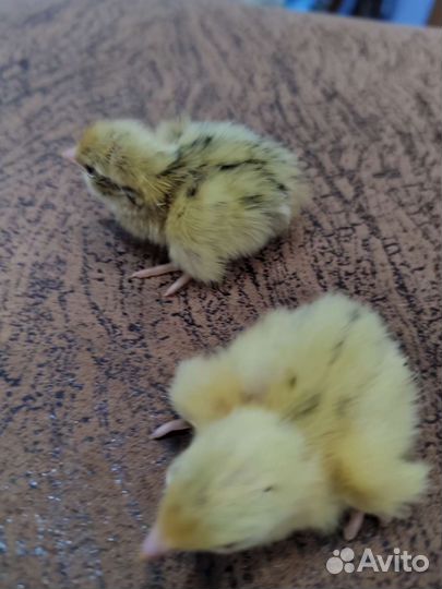 Перепелки суточные