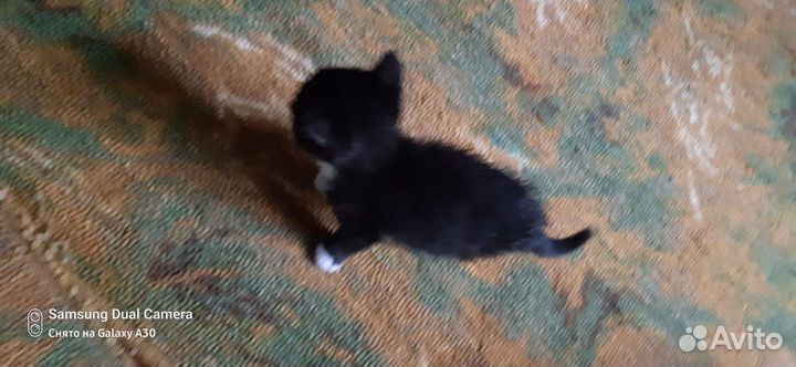 Котенок мальчик 1 месяц