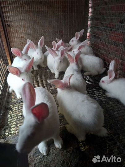 Белый Паннон