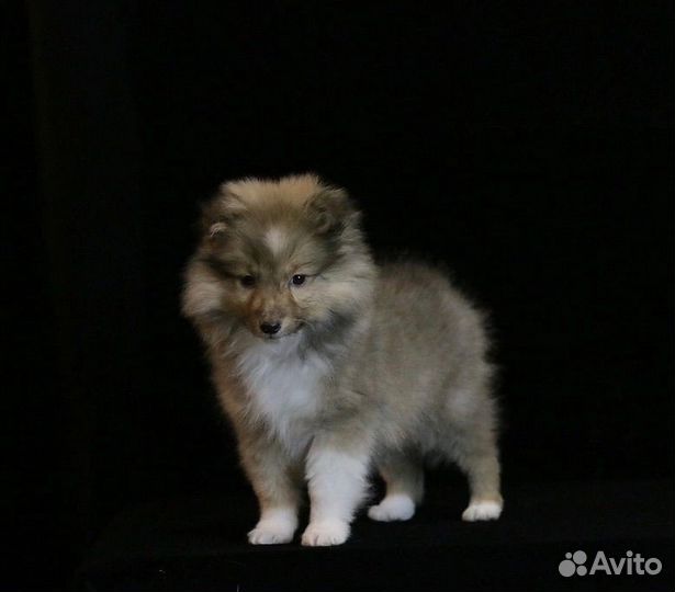 Щенки шелти