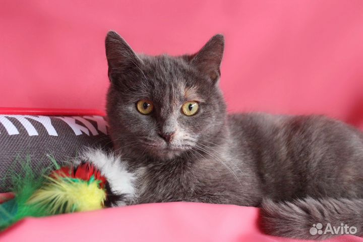 Кошка Паулина