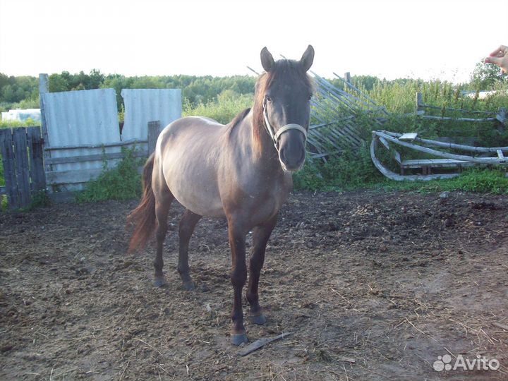 Жеребец проиводитель