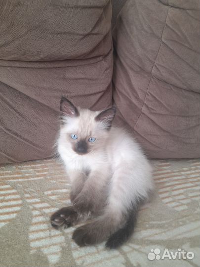 Сиамский котик