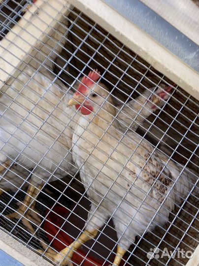 Петух ломан браун