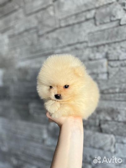 Щенки шпица