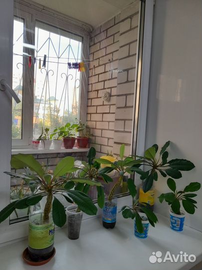 Молочай беложильчатый