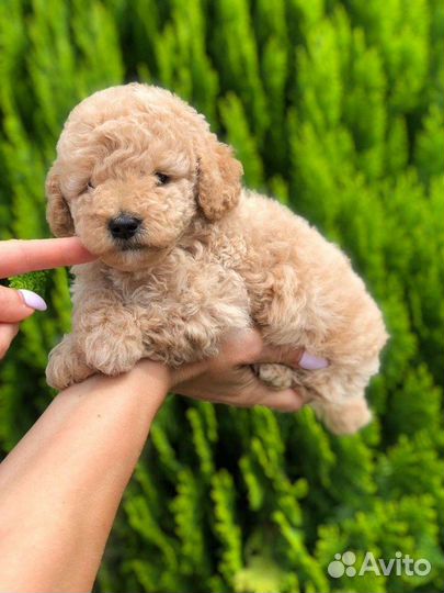 Мальтипу малыши