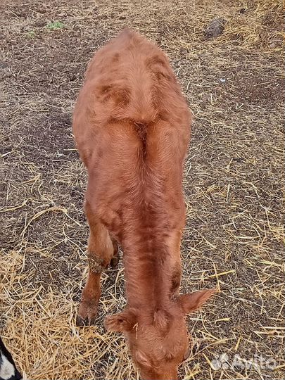 Тёлочка 5 месяцев